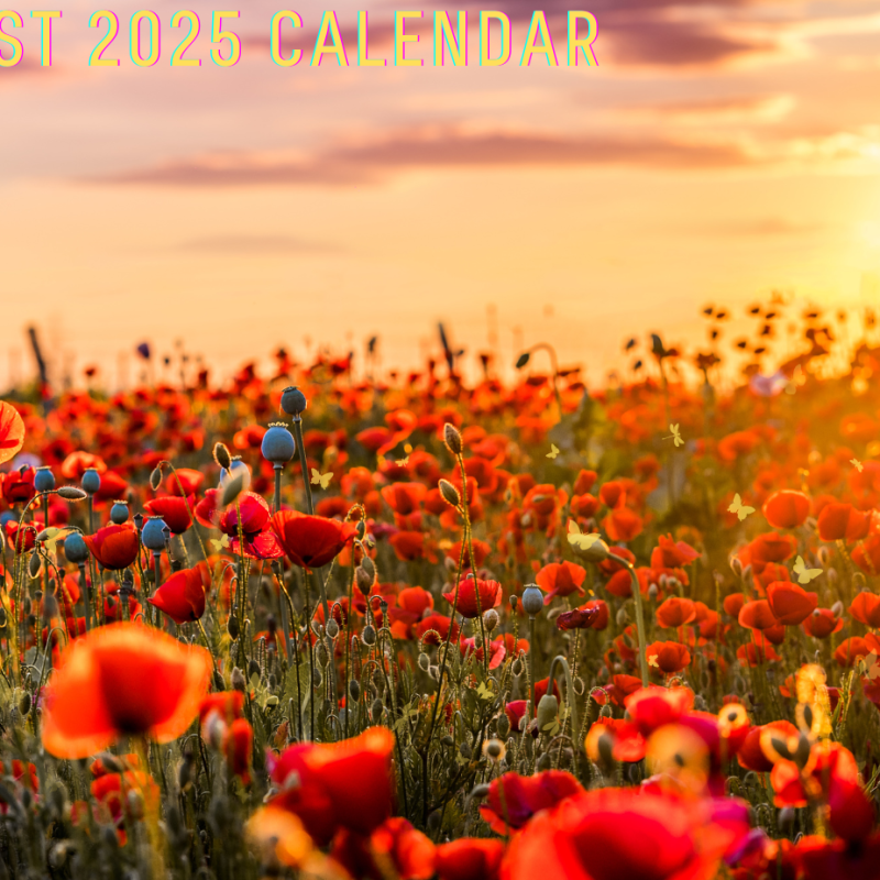 TAP August 2024 Youth Calendar featured photo